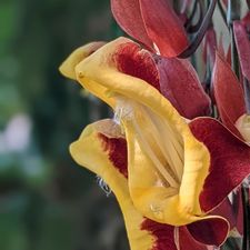 TU Delft Hortus Botanicus