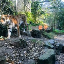 DierenPark Amersfoort