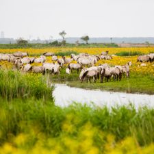 Landal Waterparc Veluwemeer