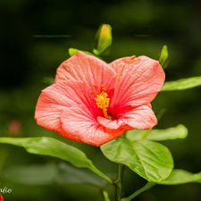 Pantropica (voorheen de Orchideeën Hoeve)