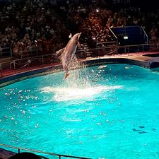 Dolfinarium