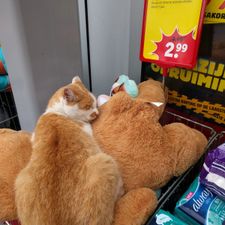 Kruidvat