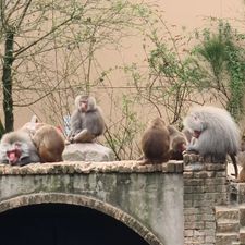 DierenPark Amersfoort