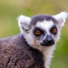 Safaripark Beekse Bergen