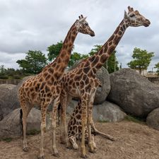 WILDLANDS Adventure Zoo Emmen