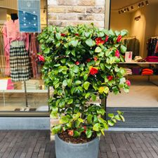 Essentiel Antwerp Outlet