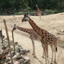 DierenPark Amersfoort