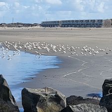 Roompot Beach Villa's Hoek van Holland