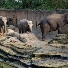 WILDLANDS Adventure Zoo Emmen