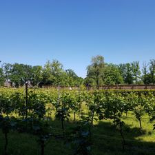 De Blauwe Camer