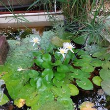 TU Delft Hortus Botanicus