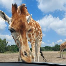 Safaripark Beekse Bergen
