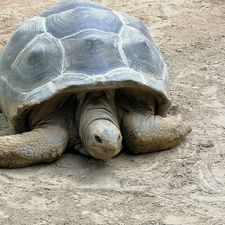 DierenPark Amersfoort