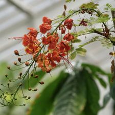 TU Delft Hortus Botanicus