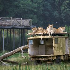 Safaripark Beekse Bergen