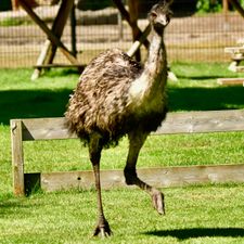 Dierenpark de Oliemeulen