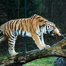 Safaripark Beekse Bergen