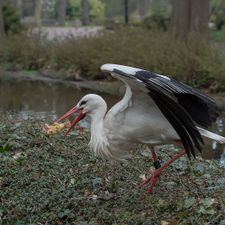 Van der Valk Hotel Avifauna