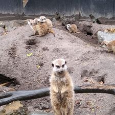 Dierenpark de Oliemeulen