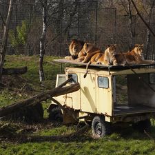 Safaripark Beekse Bergen