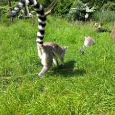 DierenPark Amersfoort