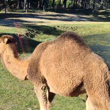 Safaripark Beekse Bergen