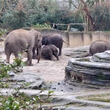 WILDLANDS Adventure Zoo Emmen