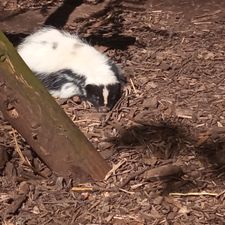 Dierenpark de Oliemeulen