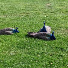 Molecaten Park Waterbos