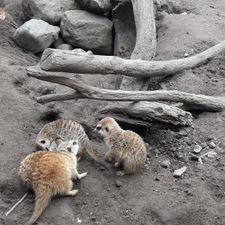 Dierenpark de Oliemeulen