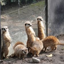 Dierenpark de Oliemeulen