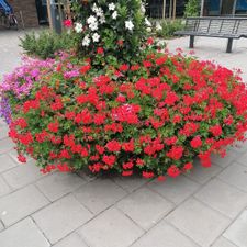 ALDI Gorinchem Gildenweg