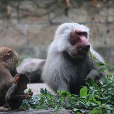 DierenPark Amersfoort