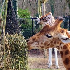 Ouwehands Dierenpark