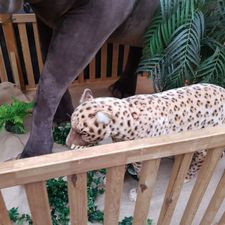 Jumbo