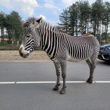 Safaripark Beekse Bergen