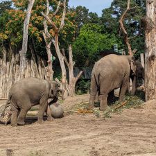 DierenPark Amersfoort