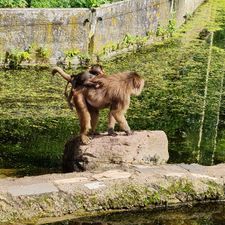 DierenPark Amersfoort