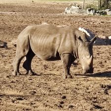 Safaripark Beekse Bergen