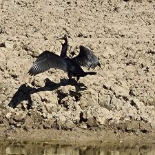 Haan Donkersloot Ridderkerk