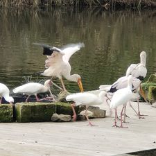 Van der Valk Hotel Avifauna