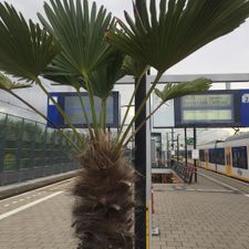 Almere Oostvaarders