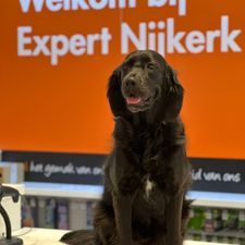 Expert Nijkerk