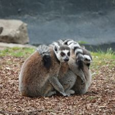 Safaripark Beekse Bergen
