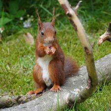 Molecaten Park Landgoed Ginkelduin