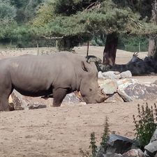 Safaripark Beekse Bergen