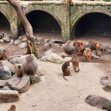 DierenPark Amersfoort