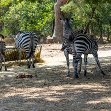 Safaripark Beekse Bergen