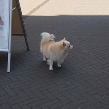 Bakker Bart Groesbeek