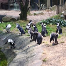 DierenPark Amersfoort